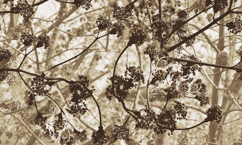 Spring tree chocolate wallmural | ExtraWall