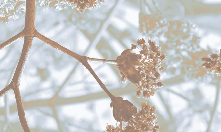 Spring tree light wallmural | ExtraWall large fragment photo