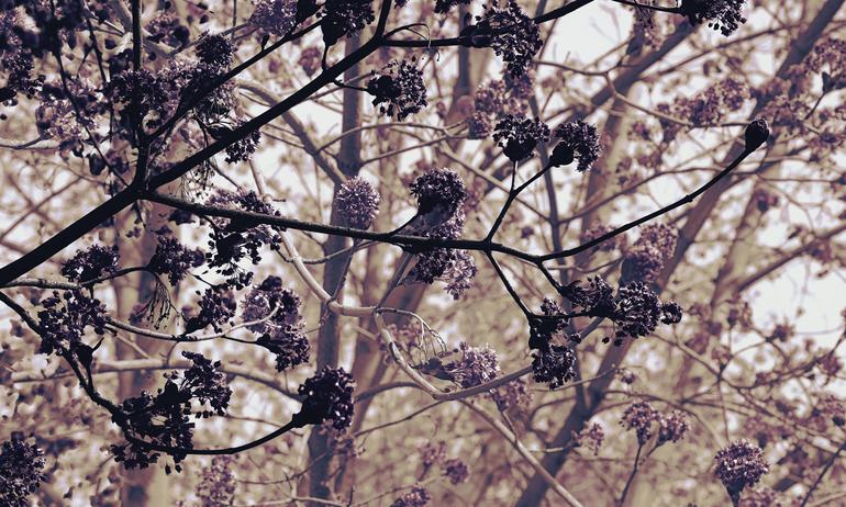 Spring tree magic wallmural | ExtraWall