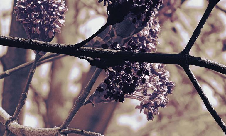 Spring tree magic wallmural | ExtraWall large fragment photo