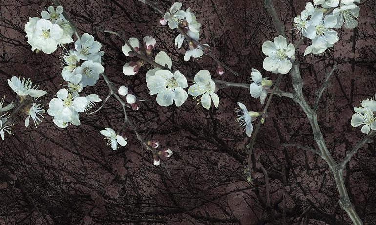 Apricot flowers wall mural wallpaper | ExtraWall