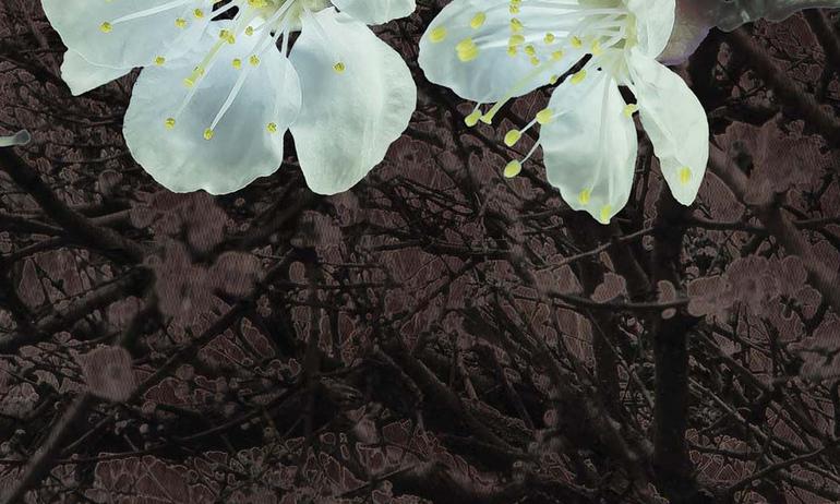 Apricot flowers wall mural wallpaper | ExtraWall large fragment photo