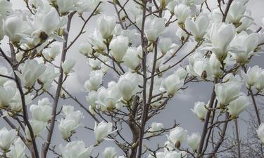 Magnolia white flowers wall mural wallpaper | ExtraWall