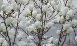 Magnolia white flowers wall mural wallpaper | ExtraWall