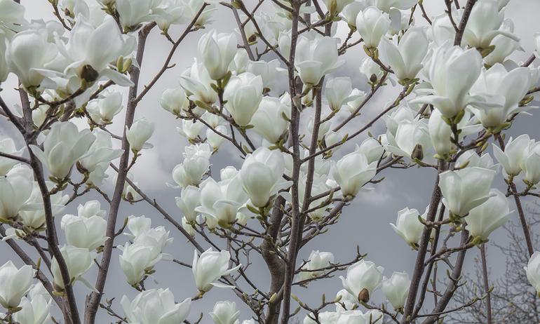 Magnolia white flowers wall mural wallpaper | ExtraWall photo in an interior