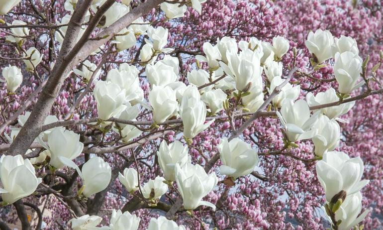 Magnolia white flowers wall mural wallpaper | ExtraWall photo in an interior
