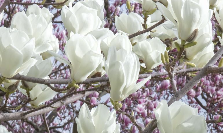 Magnolia white flowers wall mural wallpaper | ExtraWall large fragment photo
